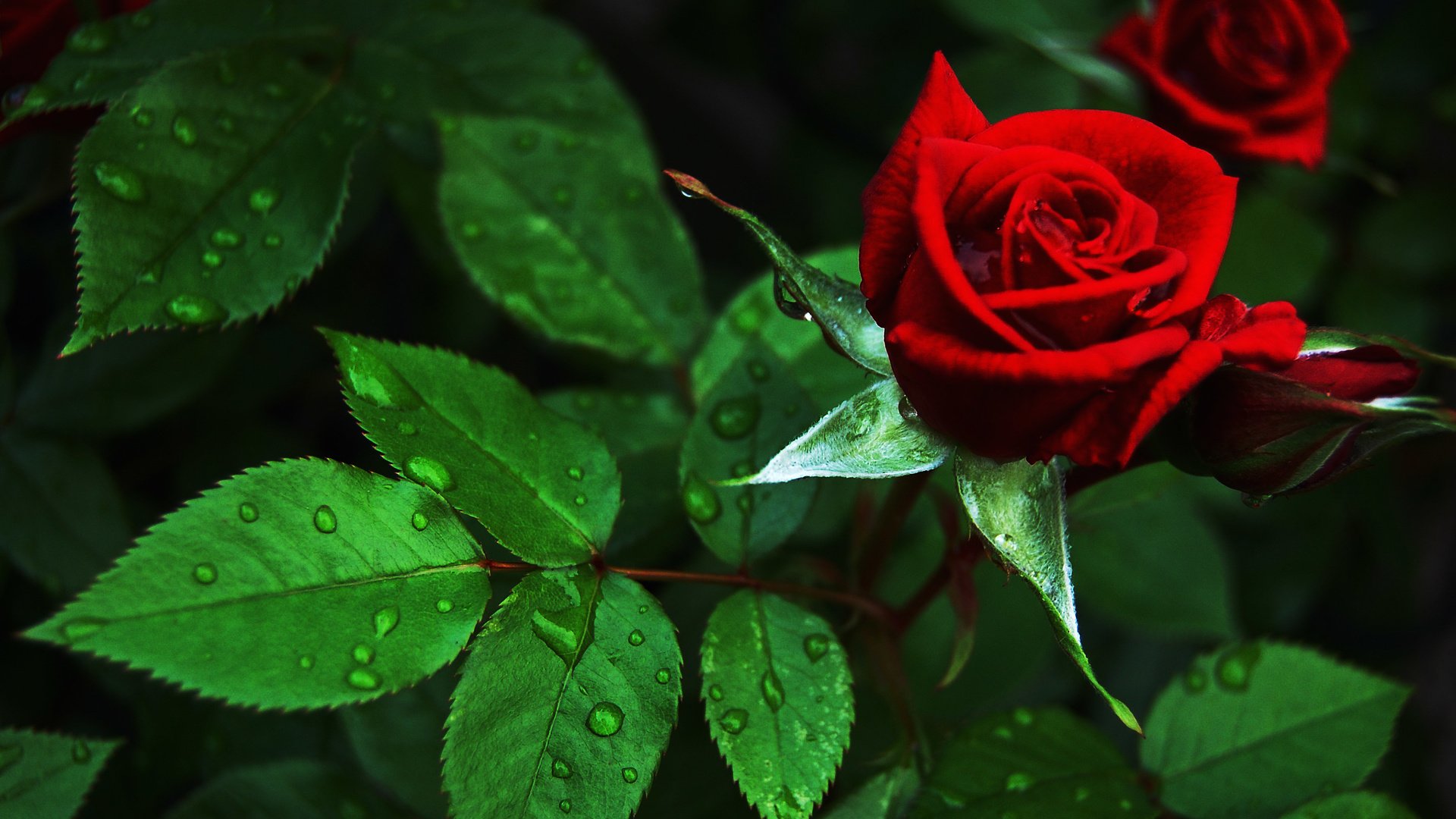 Обои бутоны, цветок, капли, роза, красная, куст, buds, flower, drops, rose, red, bush разрешение 2879x1915 Загрузить