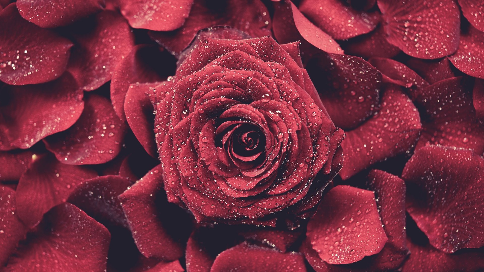 Обои роза, лепестки, красная, бутон, капли воды, rose, petals, red, bud, water drops разрешение 5000x3337 Загрузить