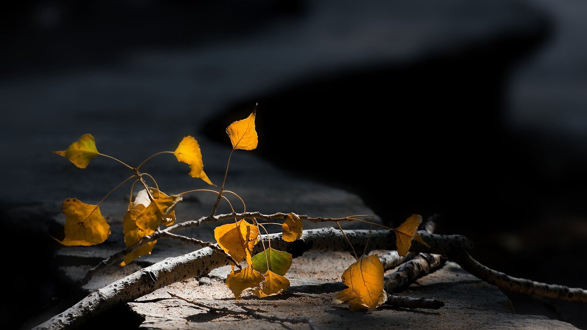 Обои ветка, макро, осенние листья, размытый задний фон, branch, macro, autumn leaves, blurred background разрешение 1920x1267 Загрузить