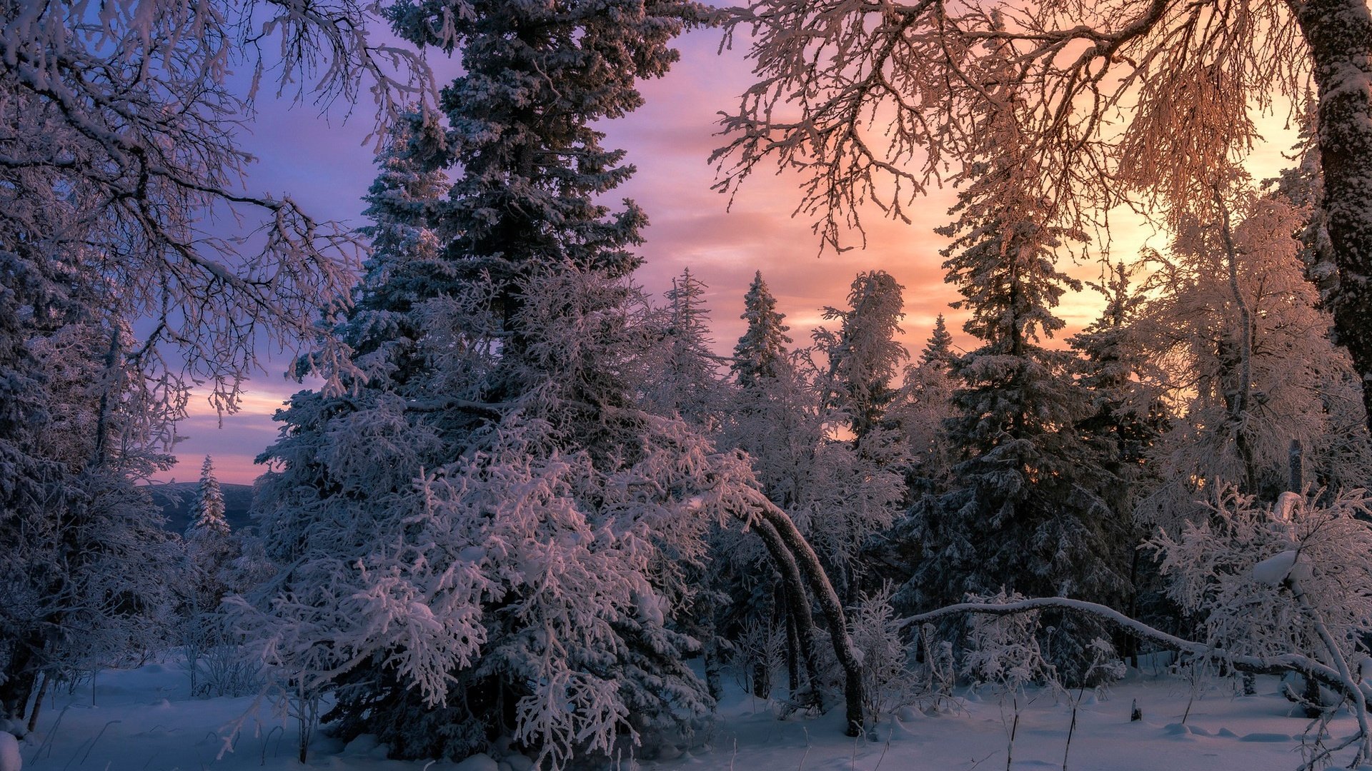 Обои снег, лес, зима, елки, snow, forest, winter, tree разрешение 1920x1280 Загрузить