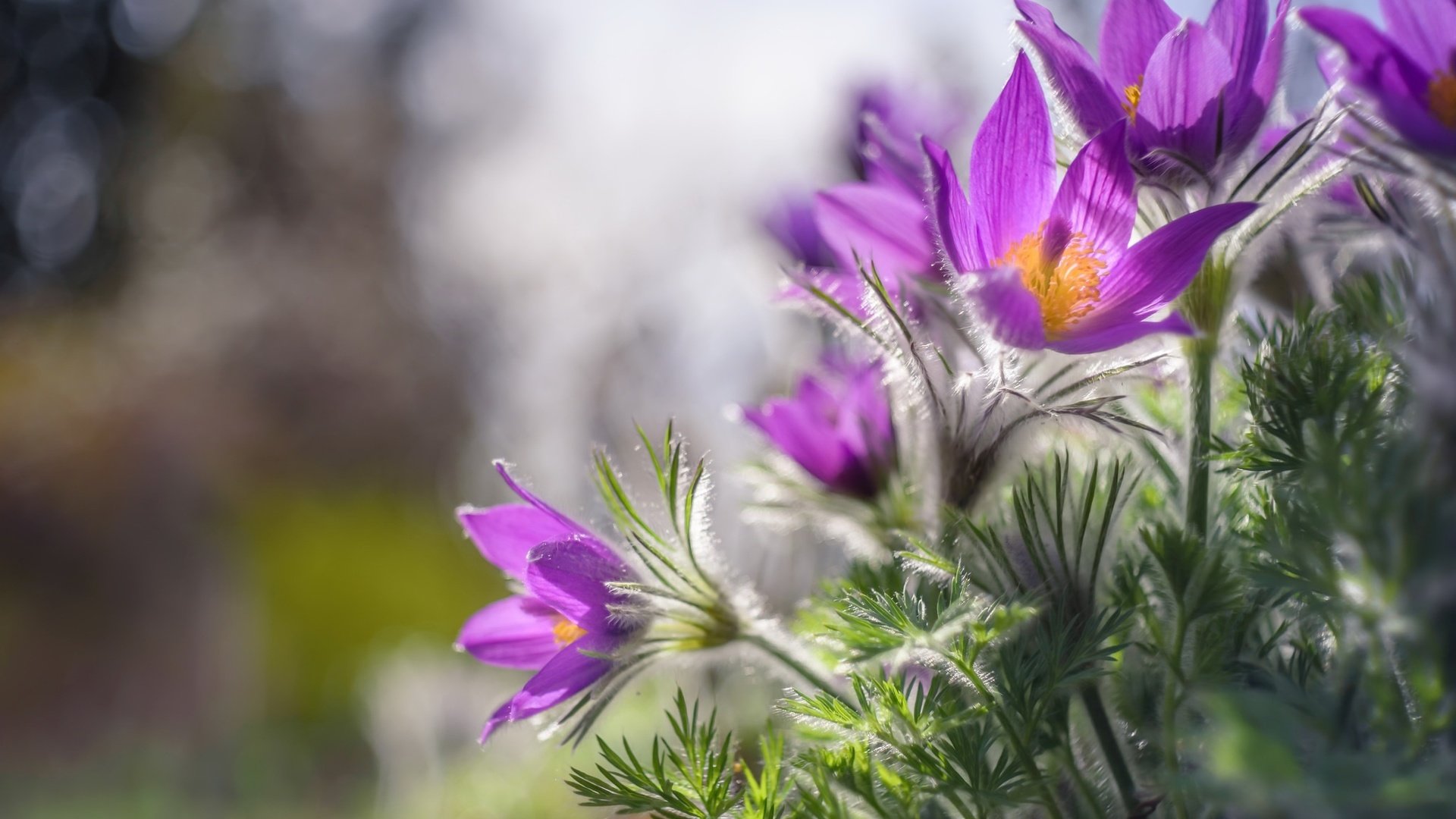 Обои цветы, природа, весна, сон-трава, flowers, nature, spring, sleep-grass разрешение 2048x1367 Загрузить