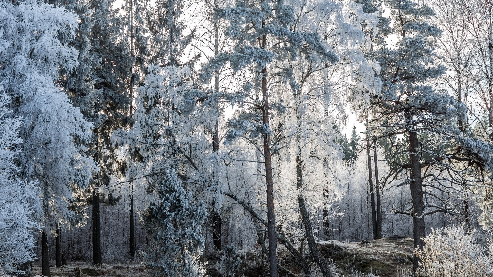 Обои деревья, природа, лес, зима, пейзаж, мороз, иней, лодки, trees, nature, forest, winter, landscape, frost, boats разрешение 2560x1600 Загрузить