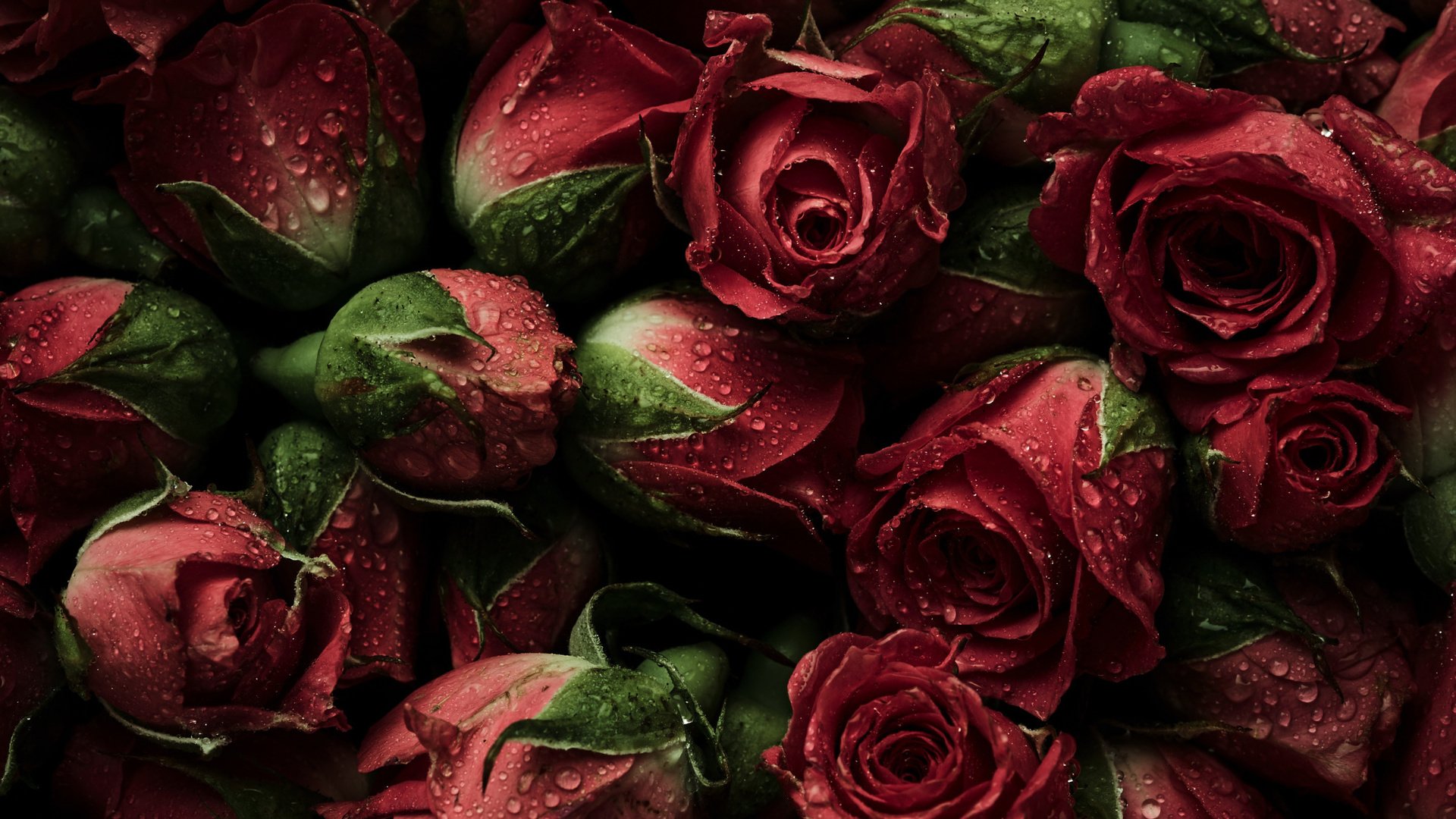 Обои цветы, бутоны, фон, розы, красные, парное, естественная, flowers, buds, background, roses, red, fresh, natural разрешение 2112x1188 Загрузить