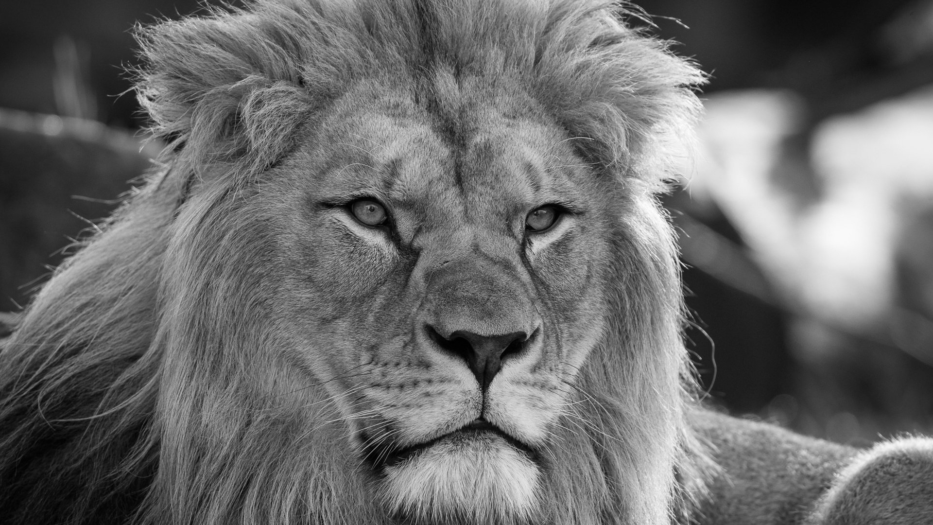Обои морда, портрет, взгляд, лев, грива, дикая кошка, монохром, царь зверей, face, portrait, look, leo, mane, wild cat, monochrome, the king of beasts разрешение 1920x1280 Загрузить