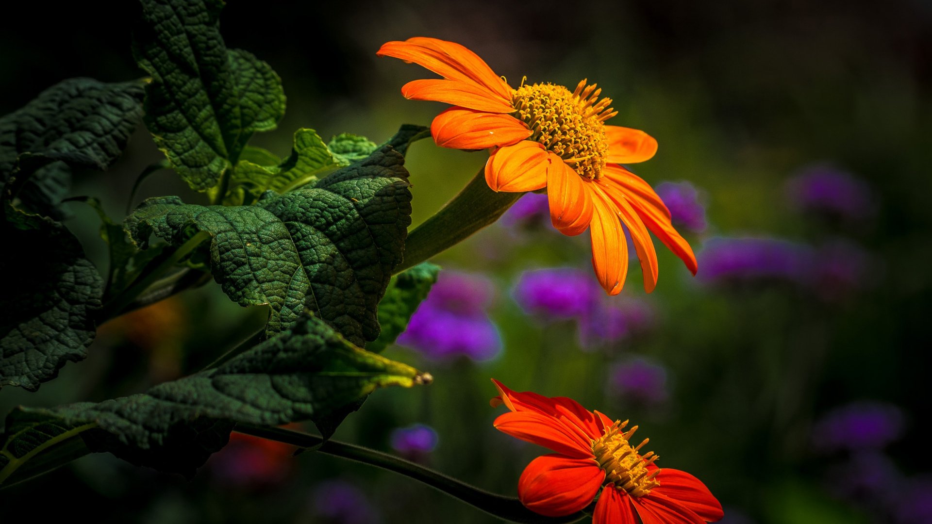 Обои цветы, листья, лепестки, боке, титония, flowers, leaves, petals, bokeh, titania разрешение 2112x1188 Загрузить