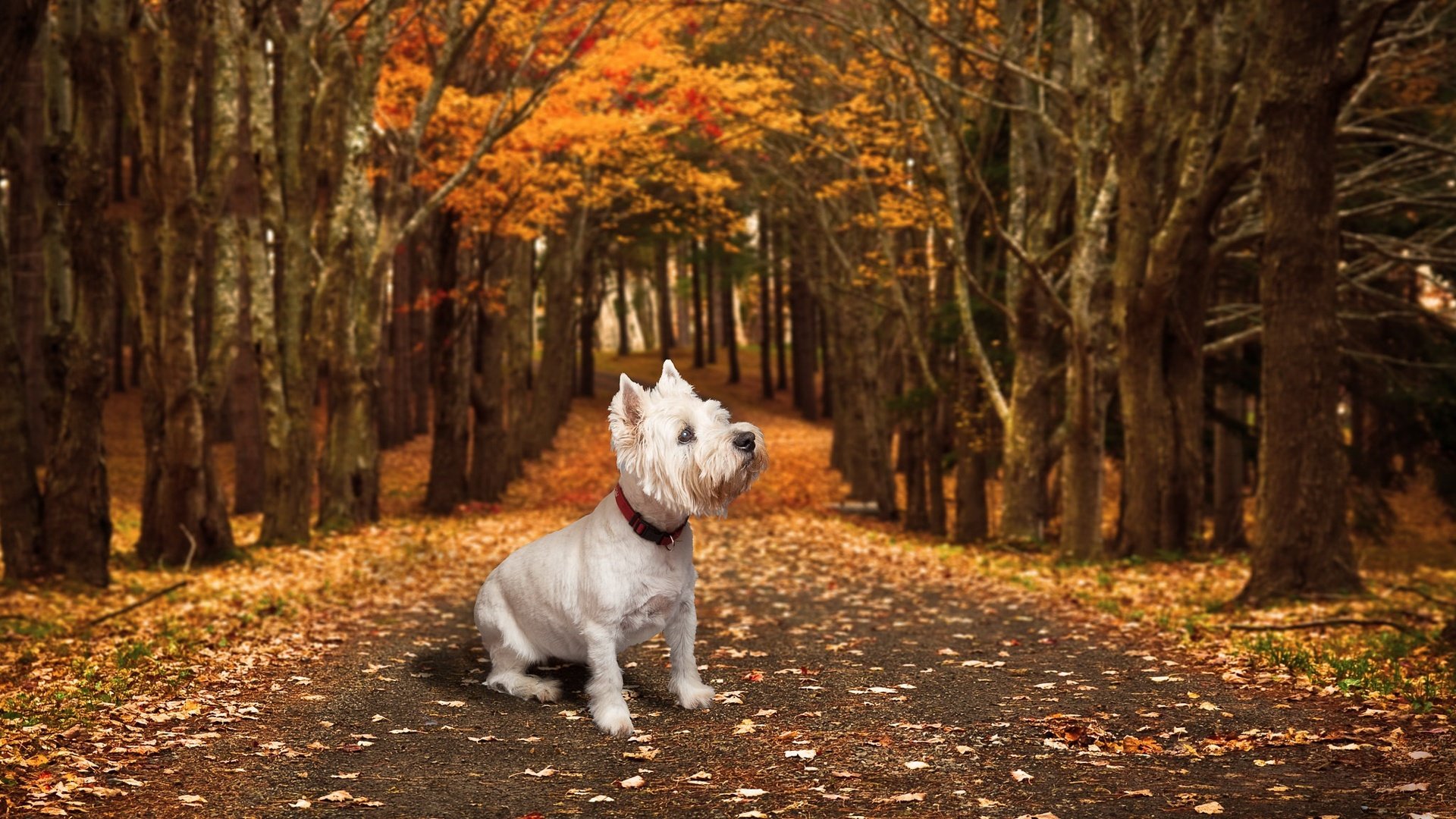 Обои дорога, осень, собака, друг, вест-хайленд-уайт-терьер, road, autumn, dog, each, the west highland white terrier разрешение 2048x1152 Загрузить