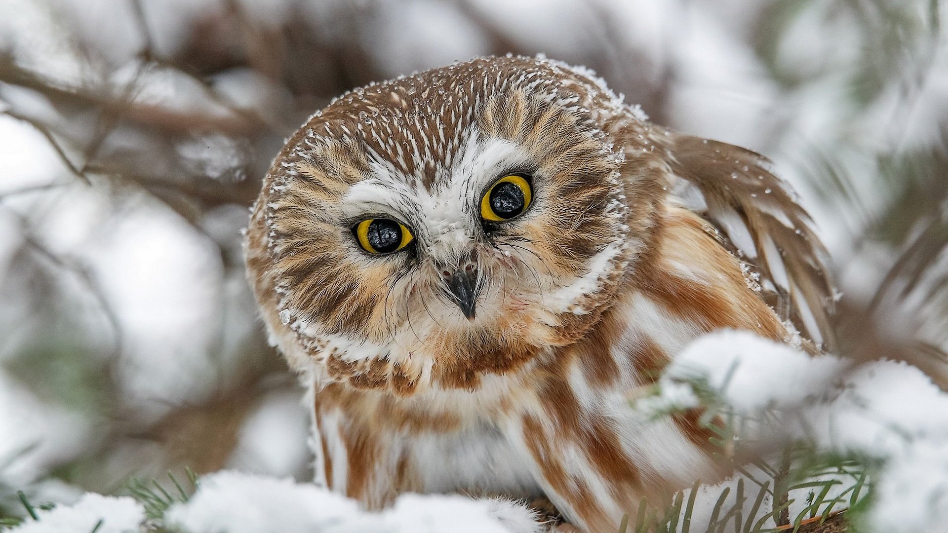 Обои сова, снег, взгляд, птица, мохноногий сыч, owl, snow, look, bird, tengmalm's owl разрешение 1920x1233 Загрузить