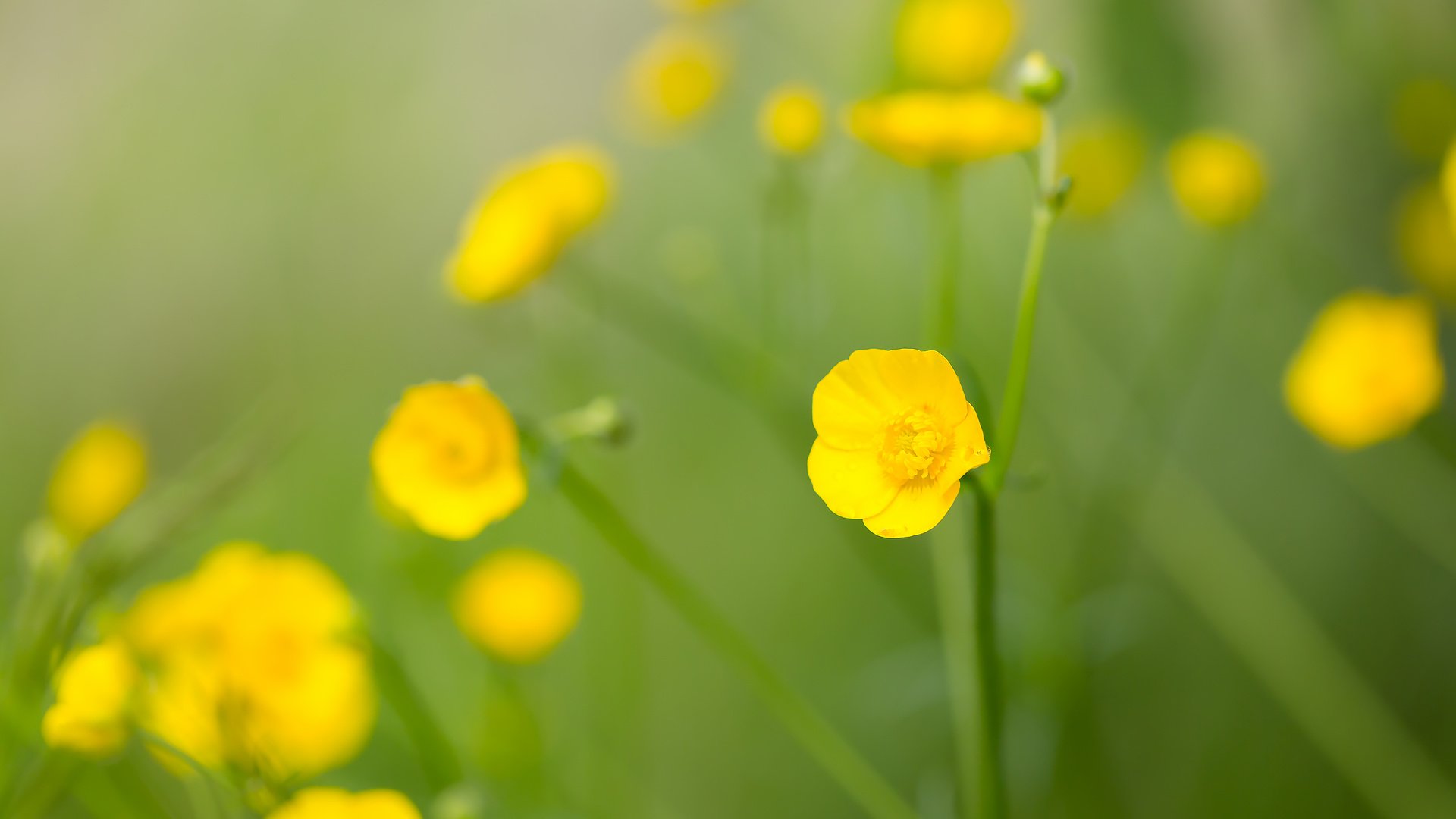 Обои цветы, полевые цветы, желтый цветок, лютик едкий, flowers, wildflowers, yellow flower, acrid buttercup разрешение 2208x1472 Загрузить