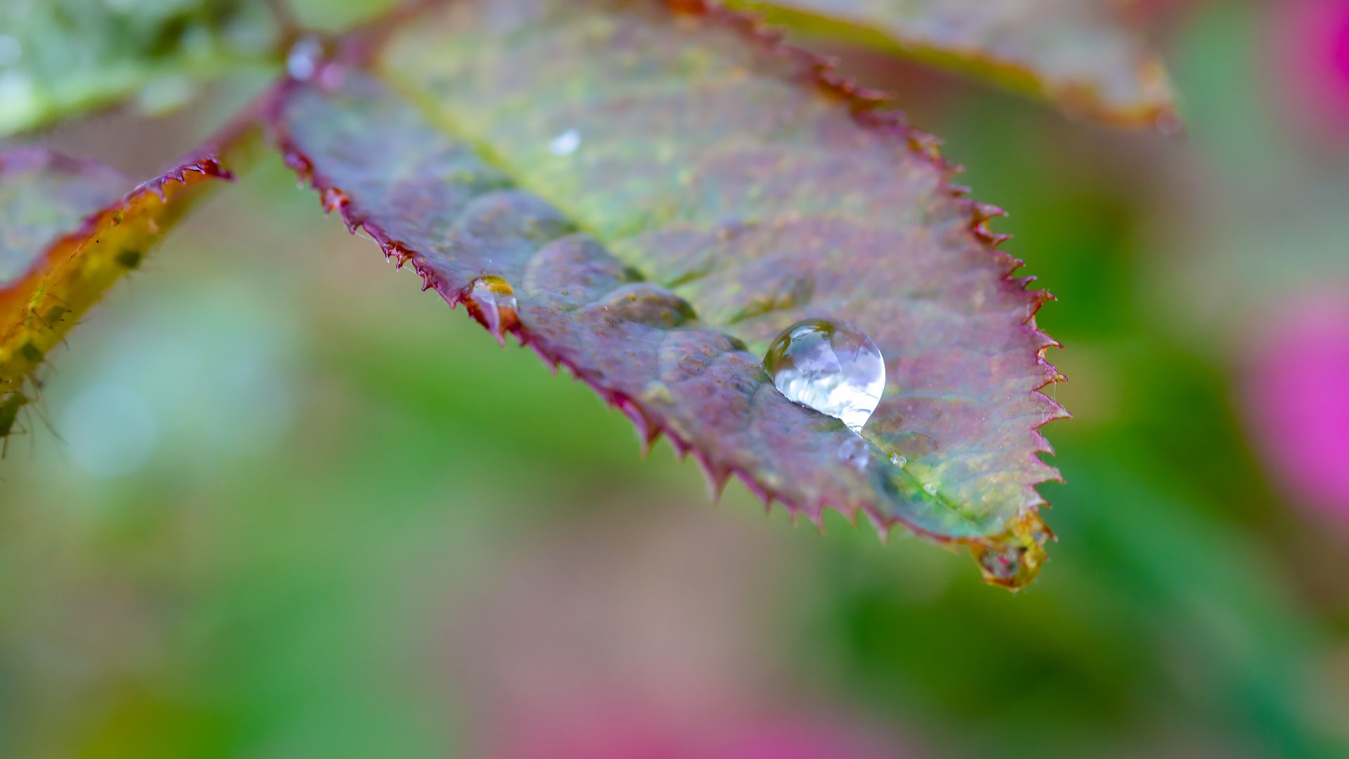 Обои листья, макро, капля дождя, leaves, macro, a drop of rain разрешение 2304x1536 Загрузить