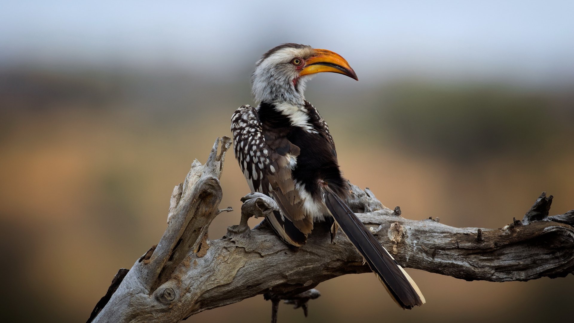 Обои национальный парк крюгера, southern yellow-billed hornbill, wild south africa, kruger national park разрешение 2112x1188 Загрузить