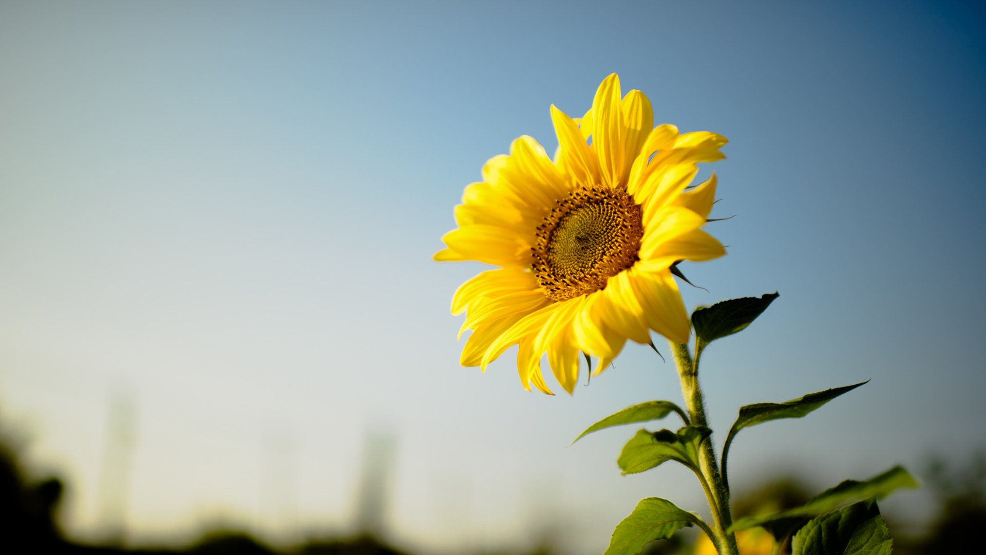 Обои цветок, подсолнух, желтые лепестки, flower, sunflower, yellow petals разрешение 2112x1188 Загрузить