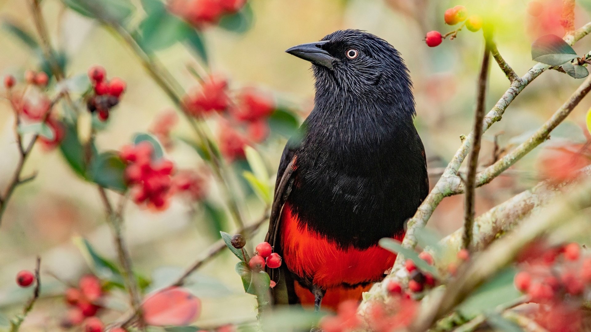 Обои ветки, птица, ягоды, плоды, яркая, трупиал, красно-черная, branches, bird, berries, fruit, bright, trupial разрешение 2048x1365 Загрузить