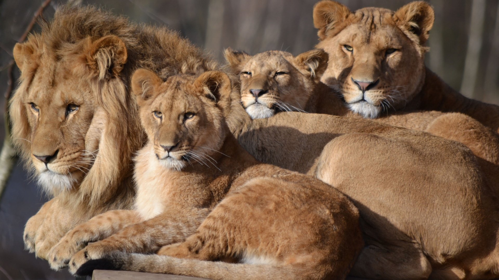 Обои семья, лев, львица, зоопарк, детеныши, большой кот, сафари, family, leo, lioness, zoo, cubs, big cat, safari разрешение 4068x2492 Загрузить