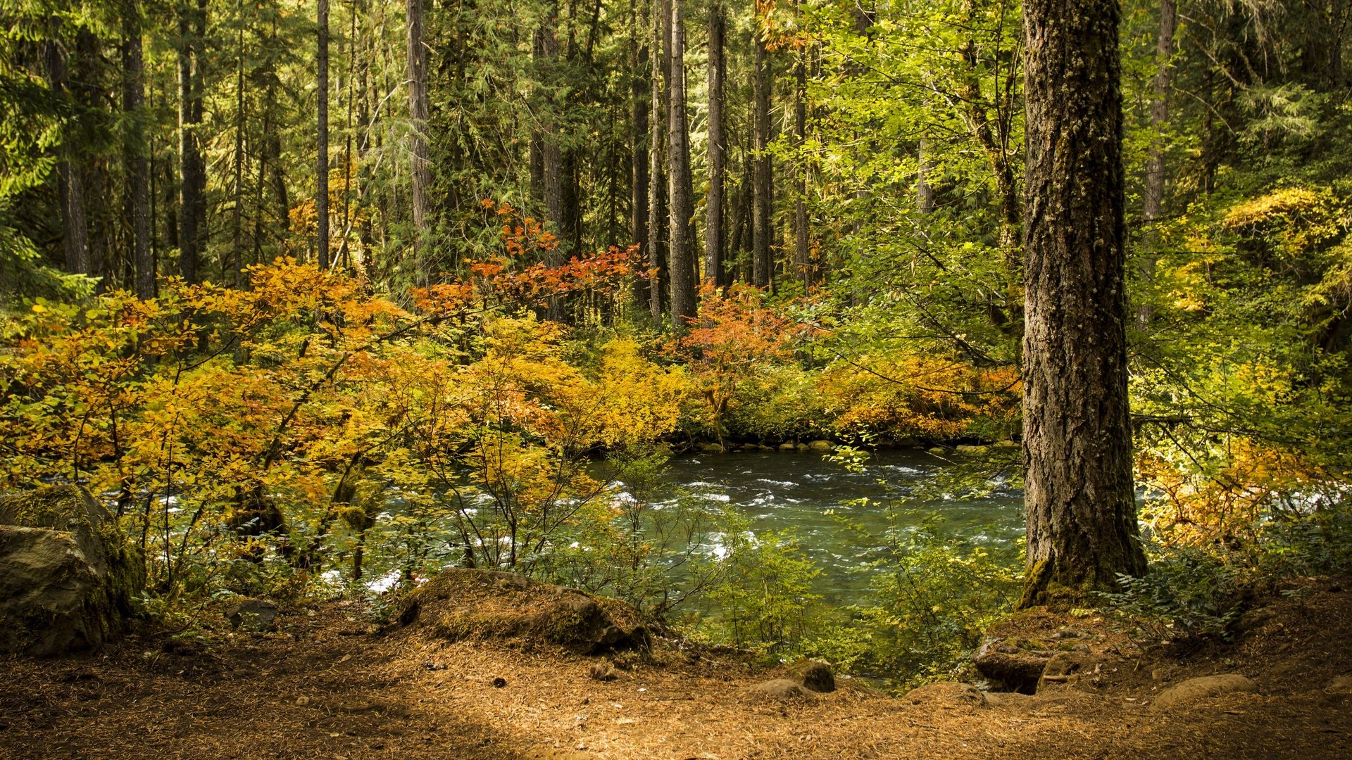 Обои деревья, осень, вода, река, природа, дерево, лес, листья, пейзаж, trees, autumn, water, river, nature, tree, forest, leaves, landscape разрешение 3840x2400 Загрузить