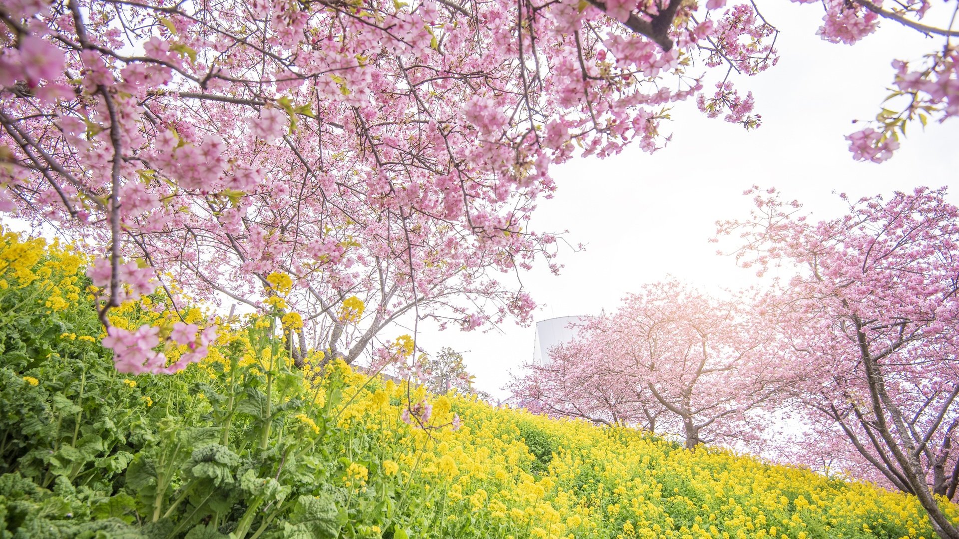 Обои цветы, цветение, парк, весна, сакура, flowers, flowering, park, spring, sakura разрешение 4000x2250 Загрузить