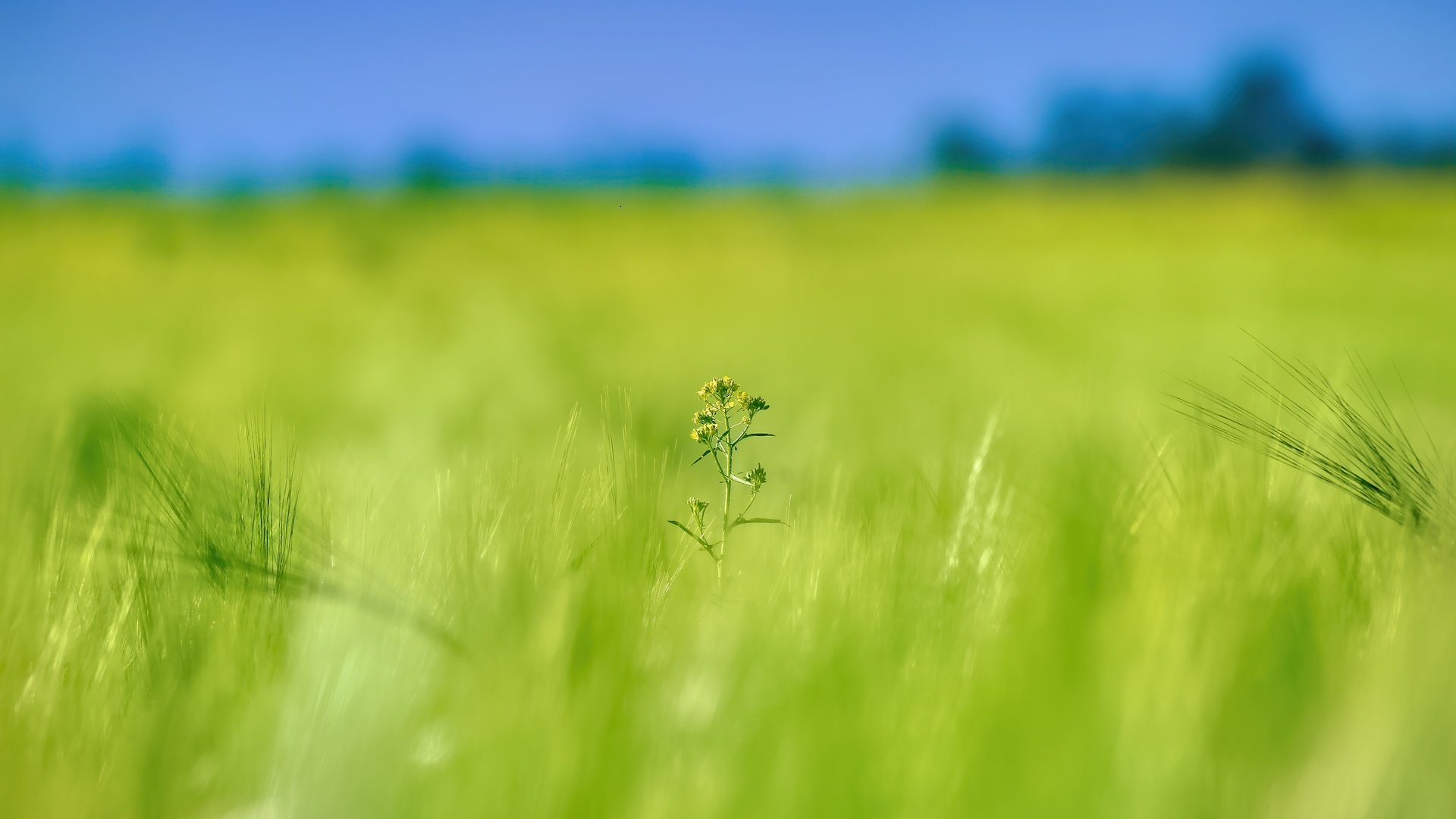 Обои цветок, поле, колосья, flower, field, ears разрешение 5184x3456 Загрузить