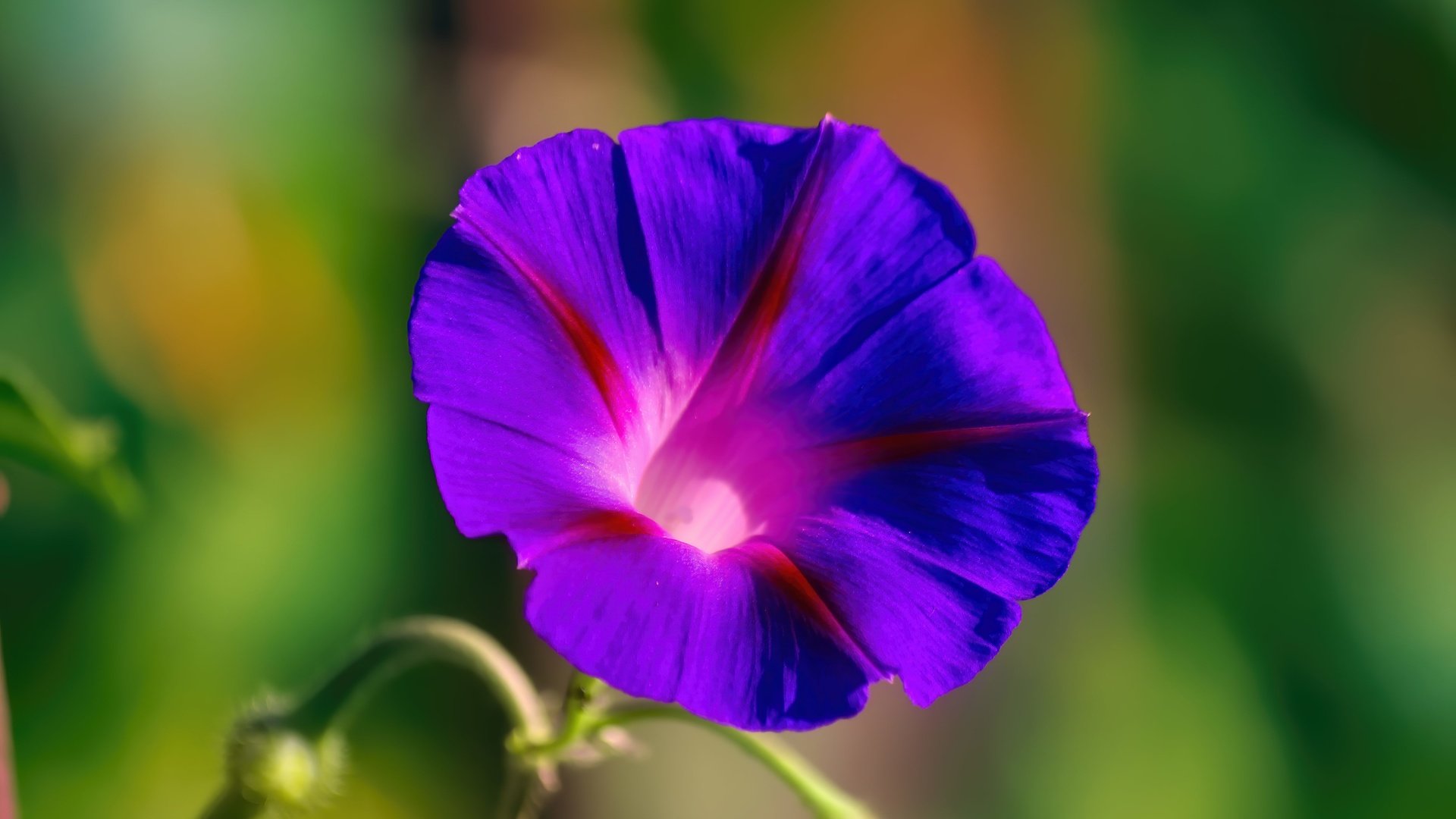 Обои цветок, вьюнок, ипомея, flower, bindweed, morning glory разрешение 5184x3456 Загрузить