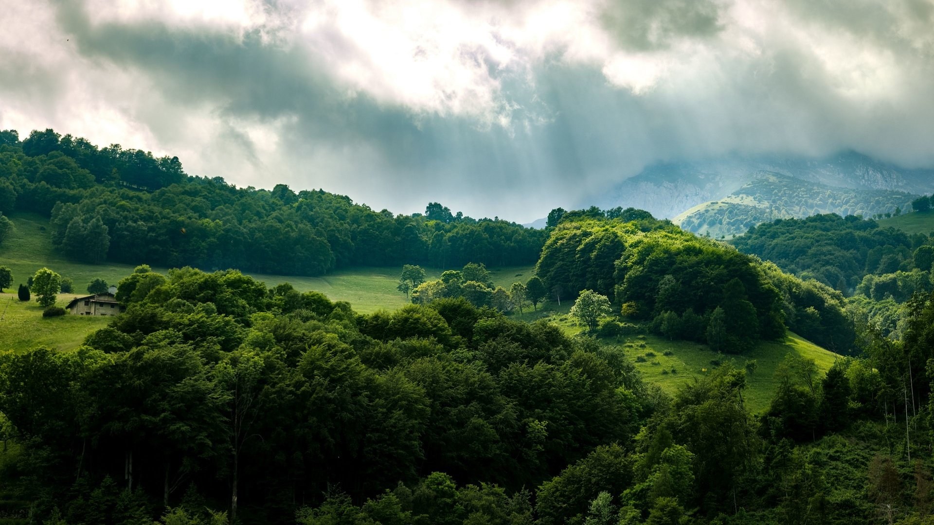 Обои небо, деревья, лес, лучи, the sky, trees, forest, rays разрешение 3840x2160 Загрузить