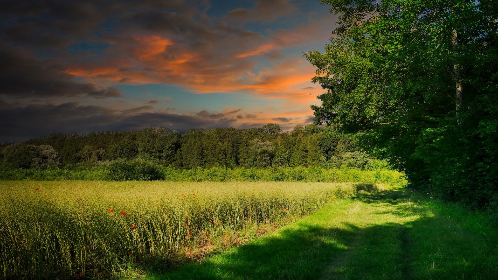 Обои небо, поле, свет, лето, трава, облака, деревья, природа, лес, закат, the sky, field, light, summer, grass, clouds, trees, nature, forest, sunset разрешение 3840x2160 Загрузить