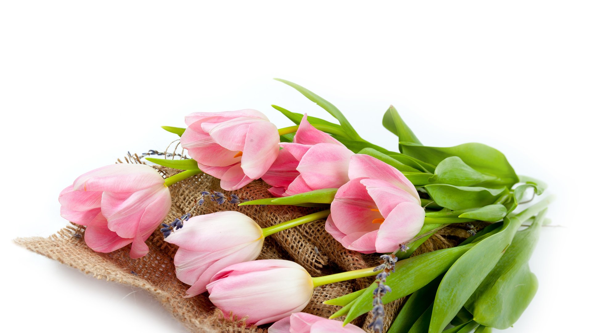 Обои тюльпаны, tulips разрешение 5616x5616 Загрузить