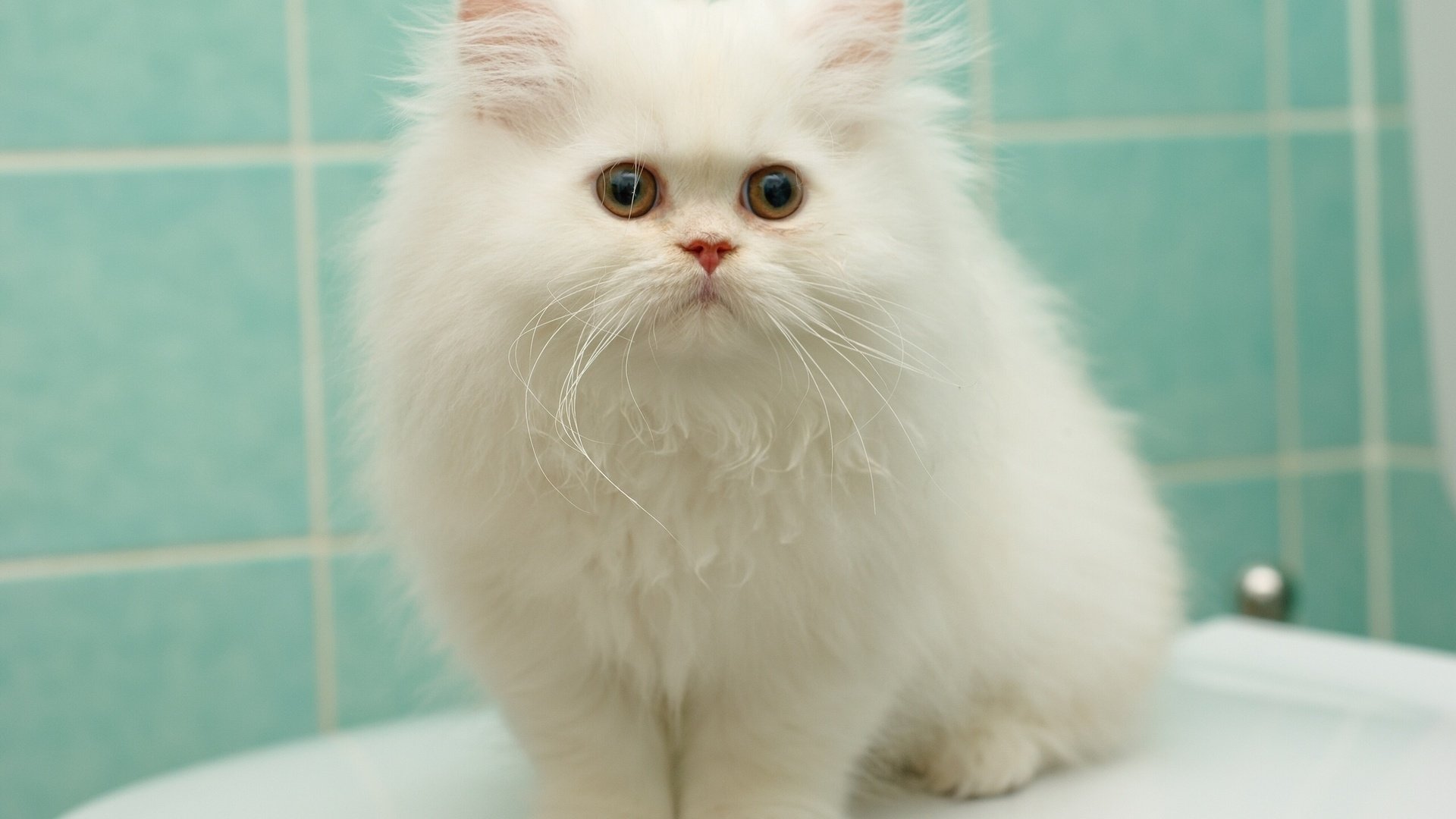 белая пушистая кошка фото