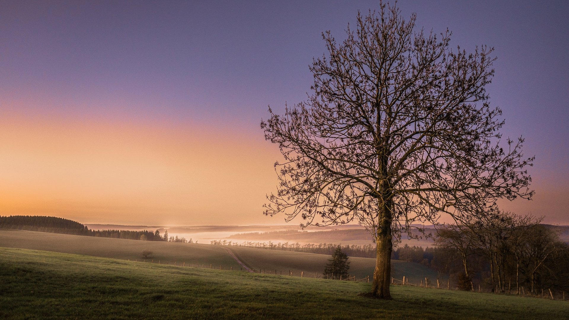 Обои небо, дерево, закат, поле, горизонт, the sky, tree, sunset, field, horizon разрешение 2048x1365 Загрузить