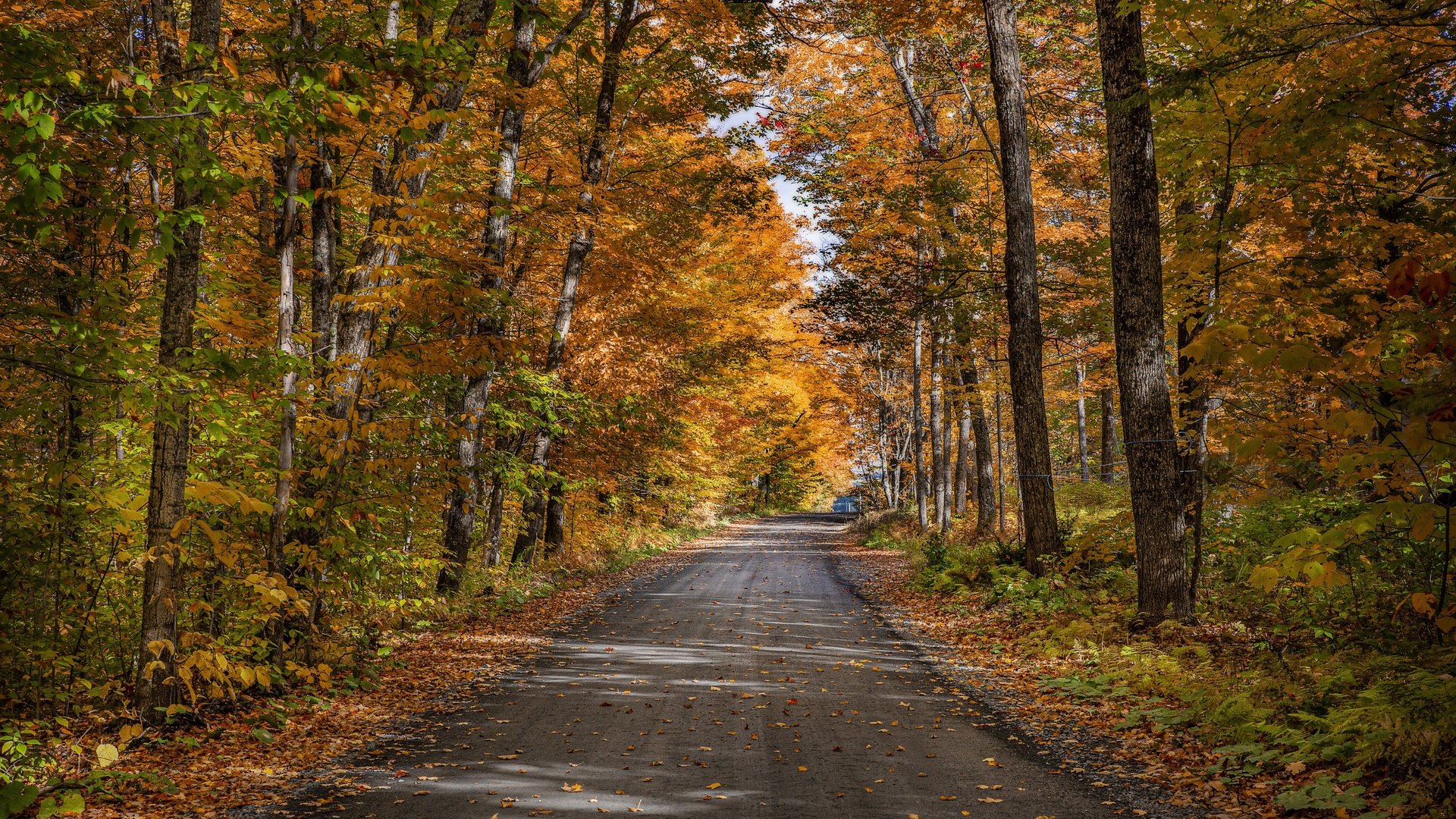 Обои дорога, деревья, природа, лес, осень, road, trees, nature, forest, autumn разрешение 3840x2160 Загрузить