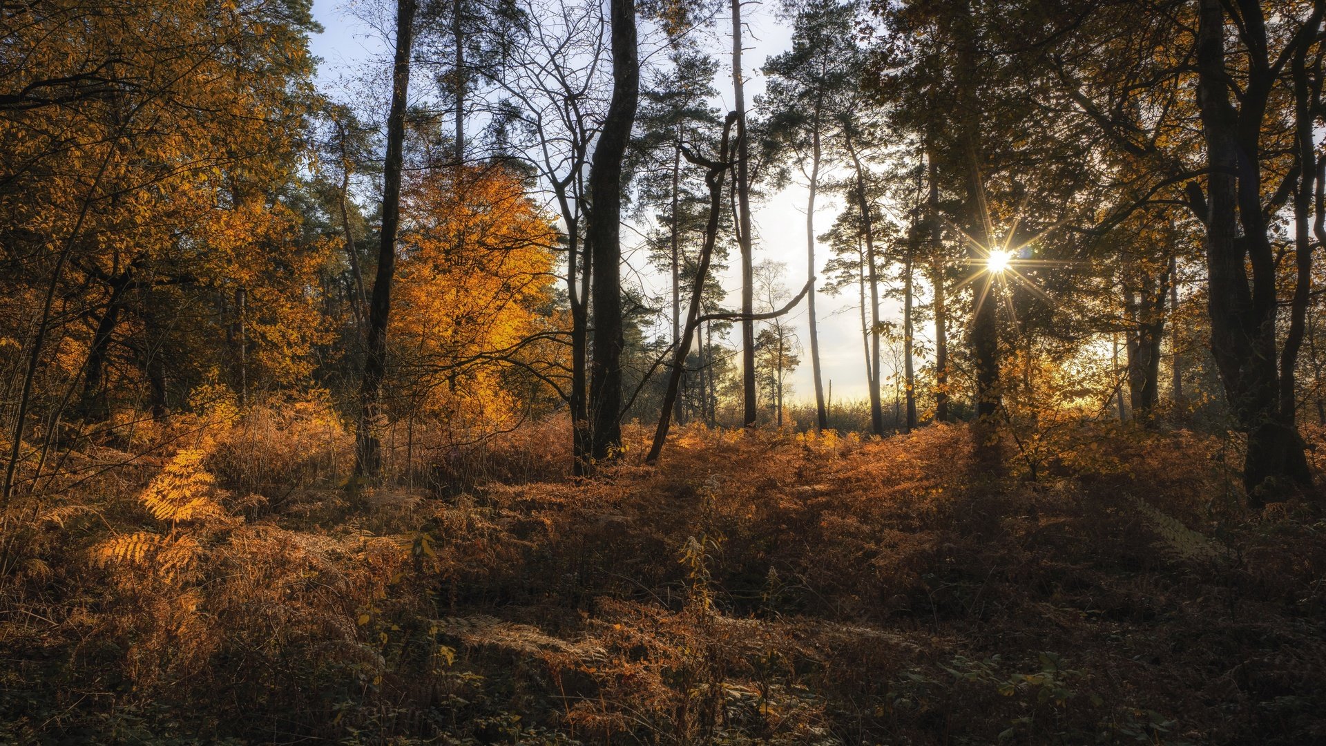 Обои деревья, природа, лес, осень, солнечные лучи, trees, nature, forest, autumn, the sun's rays разрешение 3840x2160 Загрузить