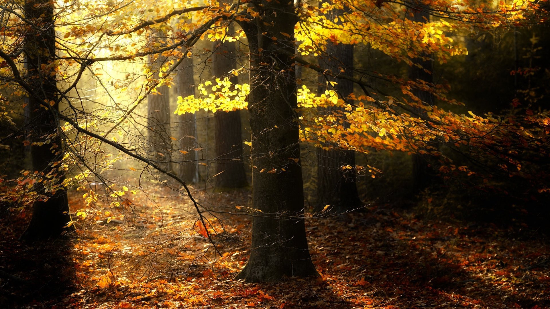 Обои деревья, природа, лес, листва, осень, солнечный свет, trees, nature, forest, foliage, autumn, sunlight разрешение 2048x1365 Загрузить