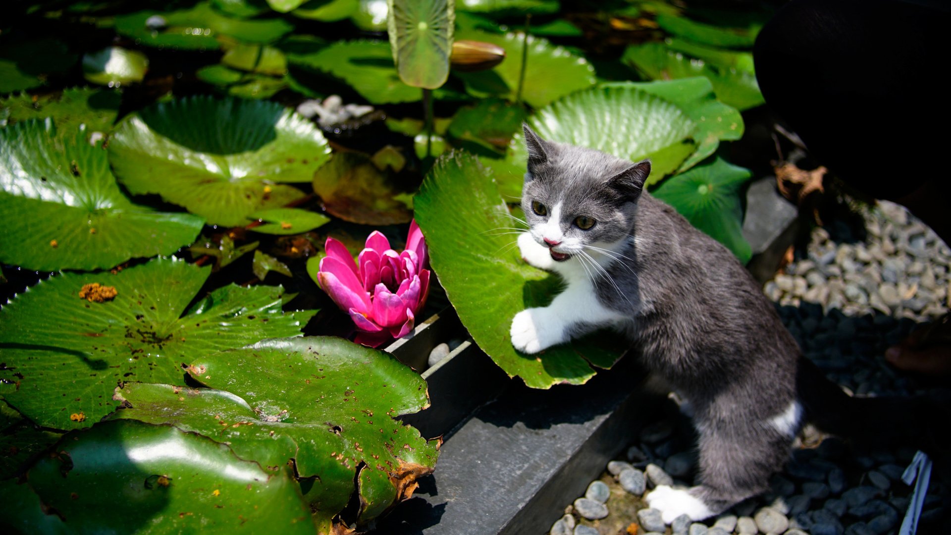 Обои листья, цветок, кошка, сад, водяная лилия, котейка, leaves, flower, cat, garden, water lily разрешение 2112x1188 Загрузить