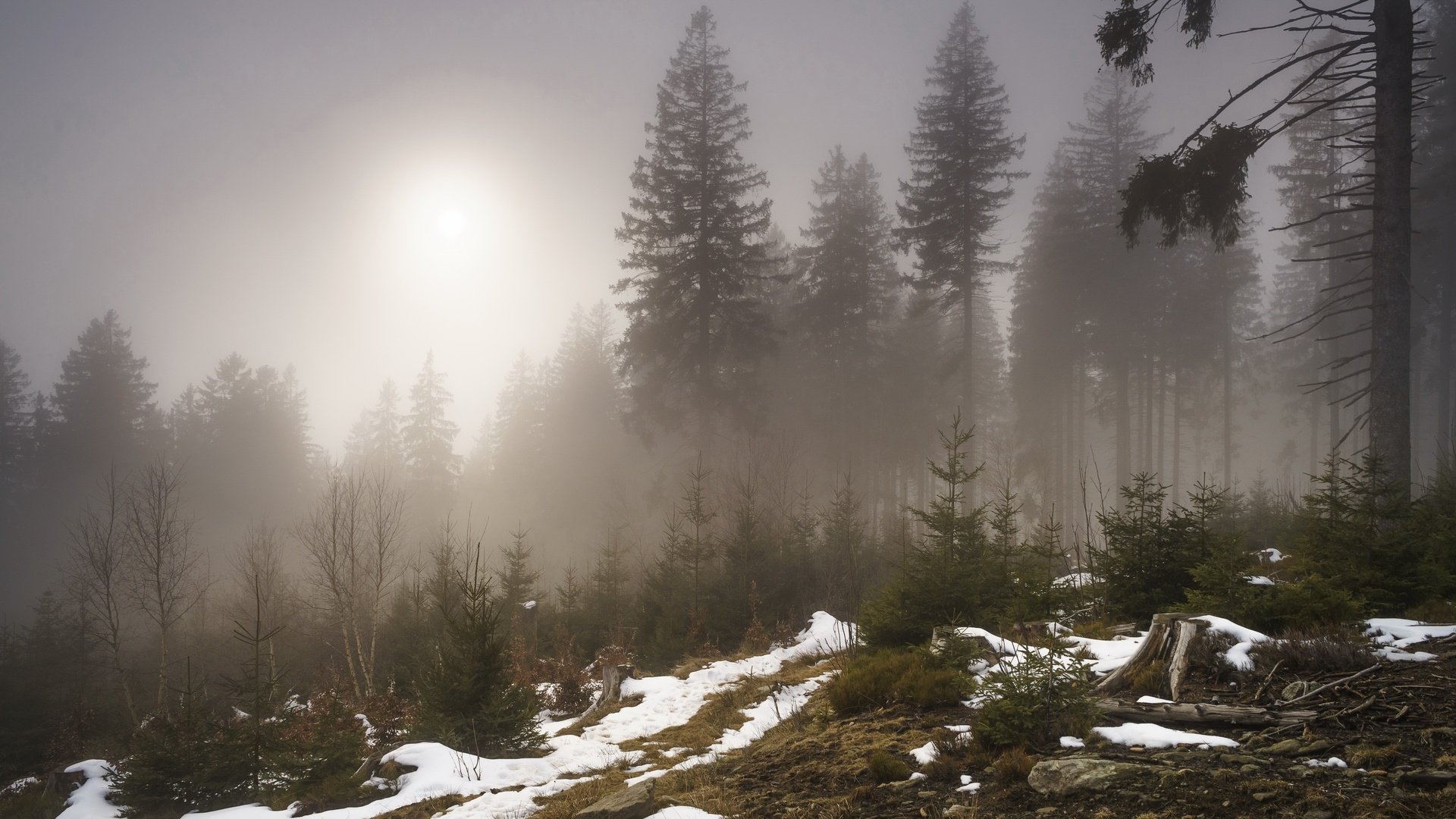 Обои деревья, снег, лес, туман, trees, snow, forest, fog разрешение 3840x2160 Загрузить