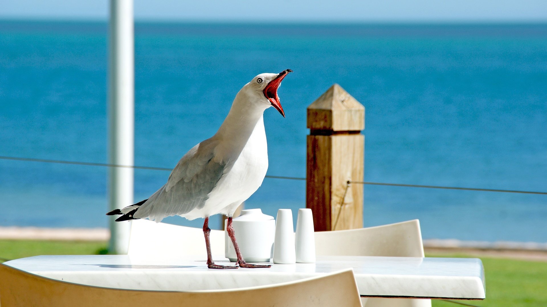 Обои чайка, seagull разрешение 3872x2592 Загрузить