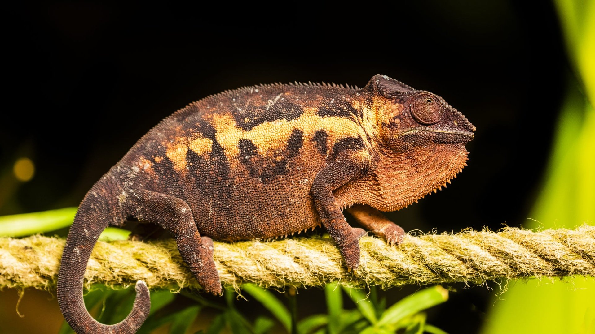 Обои черный фон, веревка, канат, хамелеон, рептилия, black background, rope, chameleon, reptile разрешение 2000x1334 Загрузить