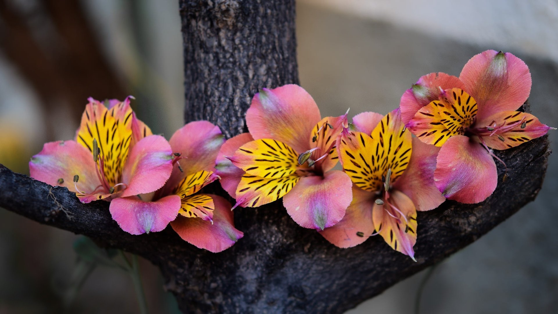 Обои цветы, дерево, розовые, композиция, альстромерия, flowers, tree, pink, composition, alstroemeria разрешение 2000x1125 Загрузить