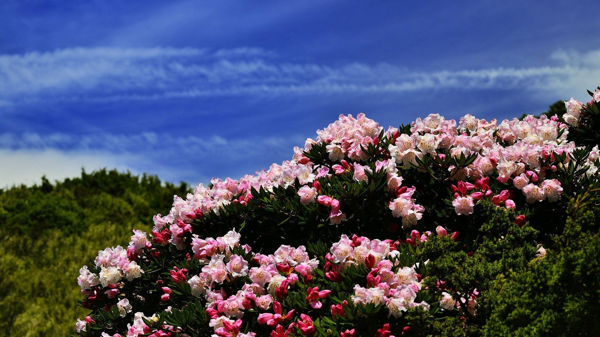 Обои цветы, холмы, синева, азалия, рододендроны, flowers, hills, blue, azalea, rhododendrons разрешение 2048x1367 Загрузить