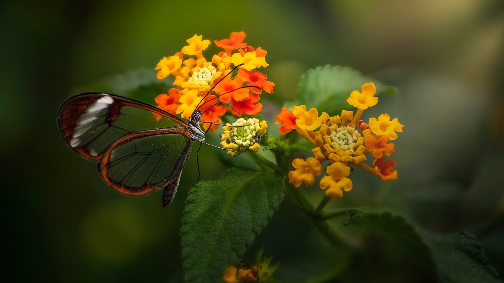 Обои цветы, макро, бабочка, лантана, стеклянная бабочка, грета ото, flowers, macro, butterfly, lantana, glass butterfly, greta oto разрешение 2048x1361 Загрузить