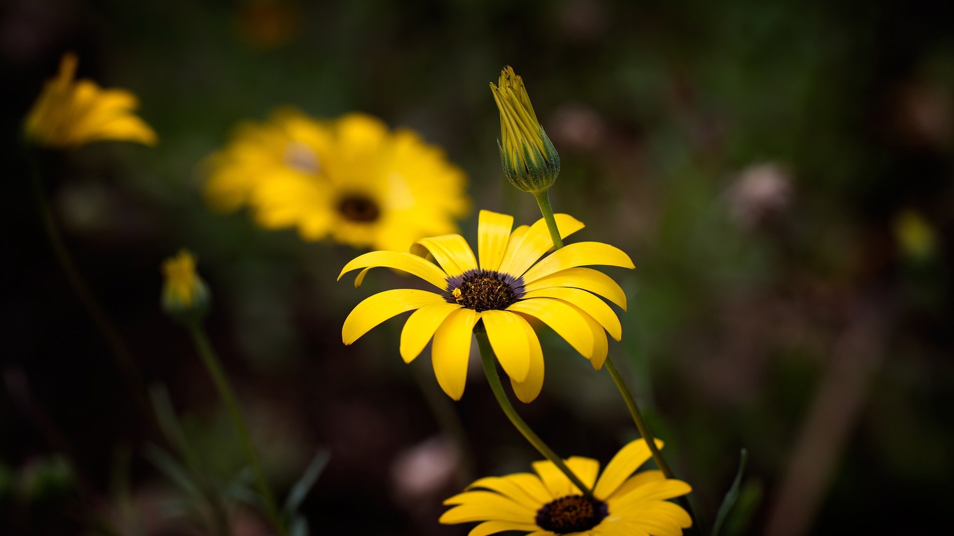 Обои цветы, темный фон, желтые, остеоспермум, flowers, the dark background, yellow, osteospermum разрешение 3000x2000 Загрузить