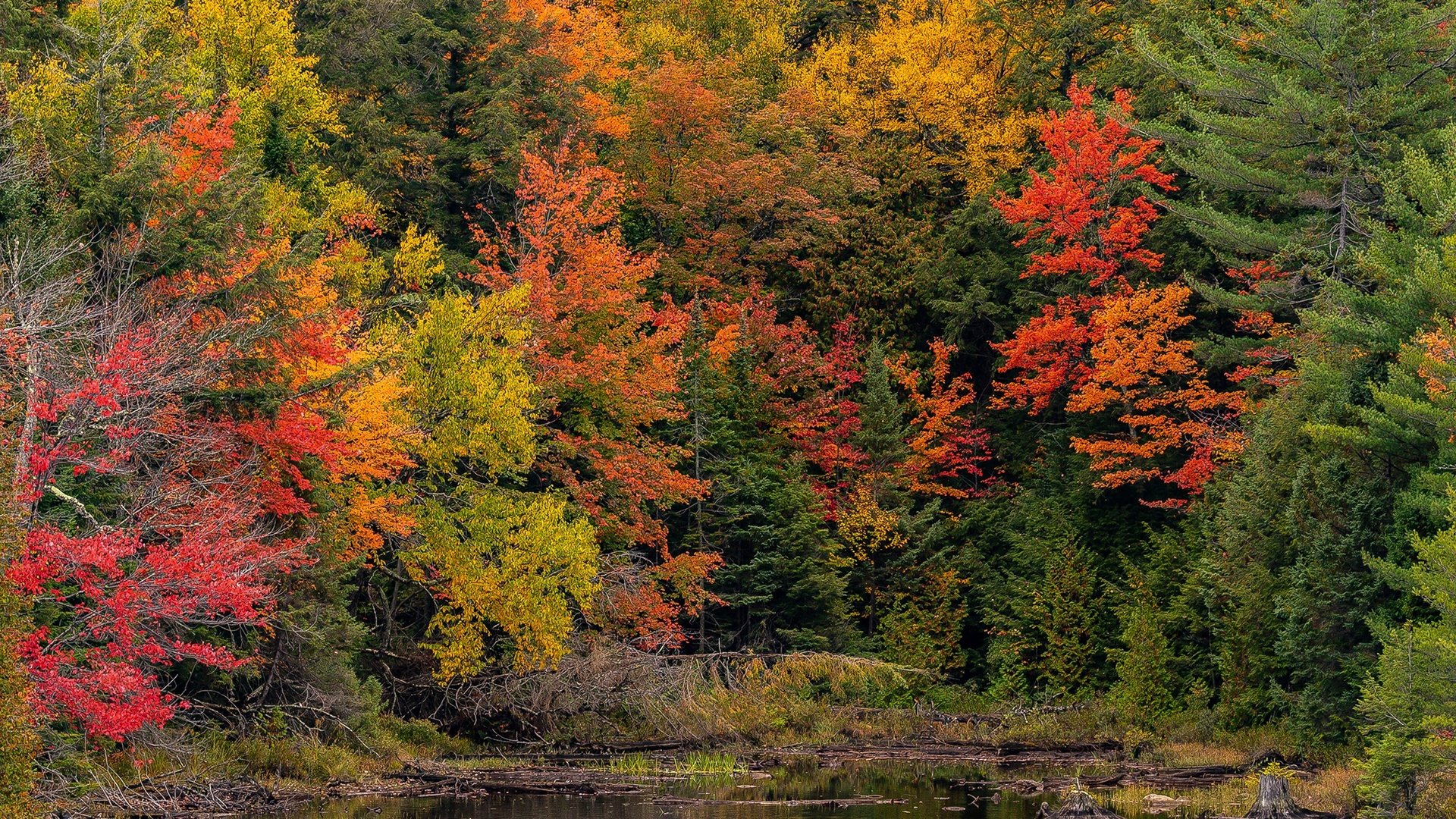 Обои деревья, лес, парк, осень, пруд, канада, онтарио, algonquin, algonquin park, trees, forest, park, autumn, pond, canada, ontario разрешение 2048x1365 Загрузить