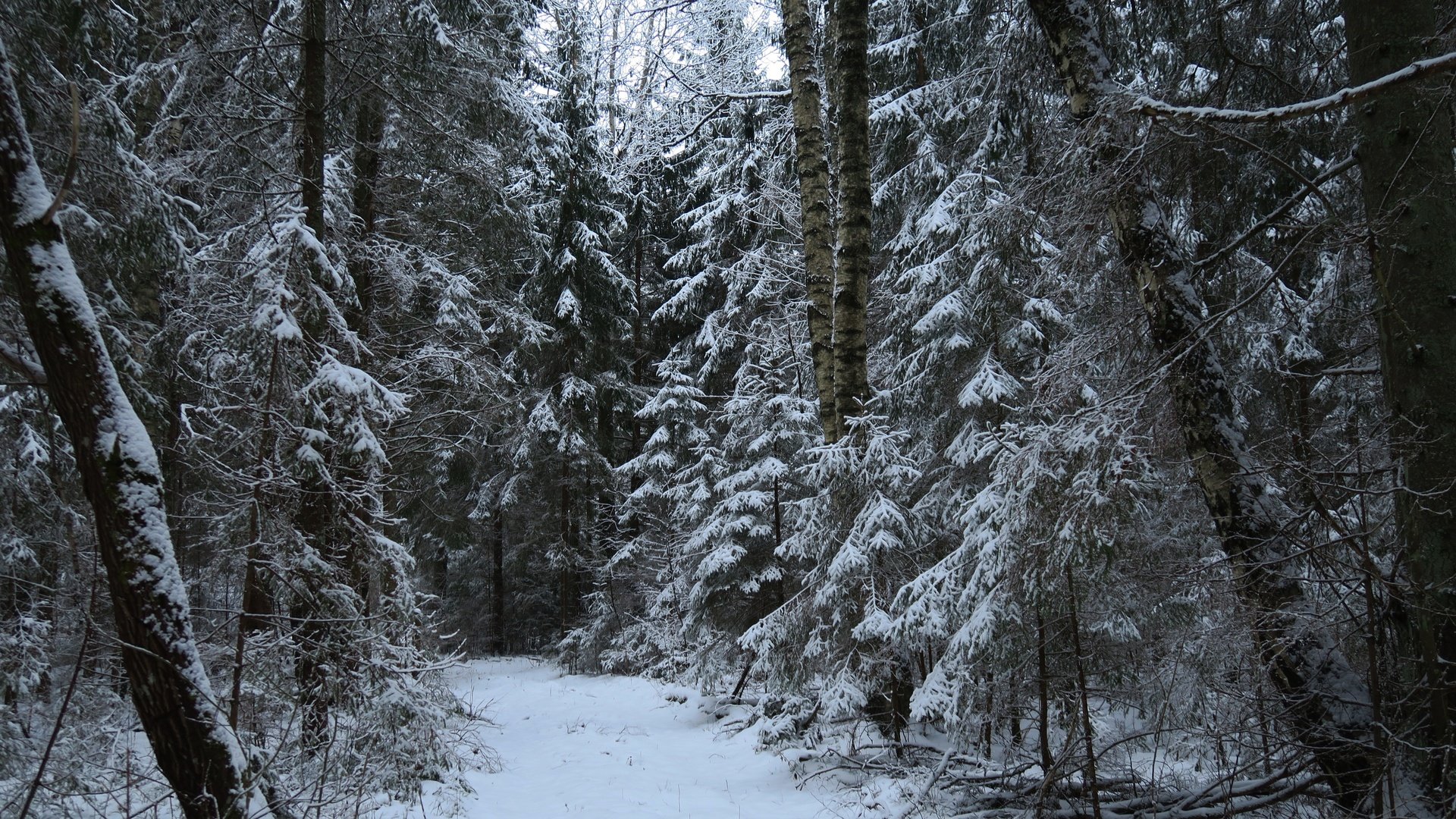 Обои деревья, снег, природа, лес, зима, тропа, trees, snow, nature, forest, winter, trail разрешение 5472x3648 Загрузить