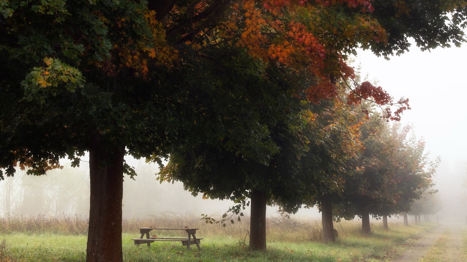 Обои деревья, туман, осень, trees, fog, autumn разрешение 2048x1365 Загрузить