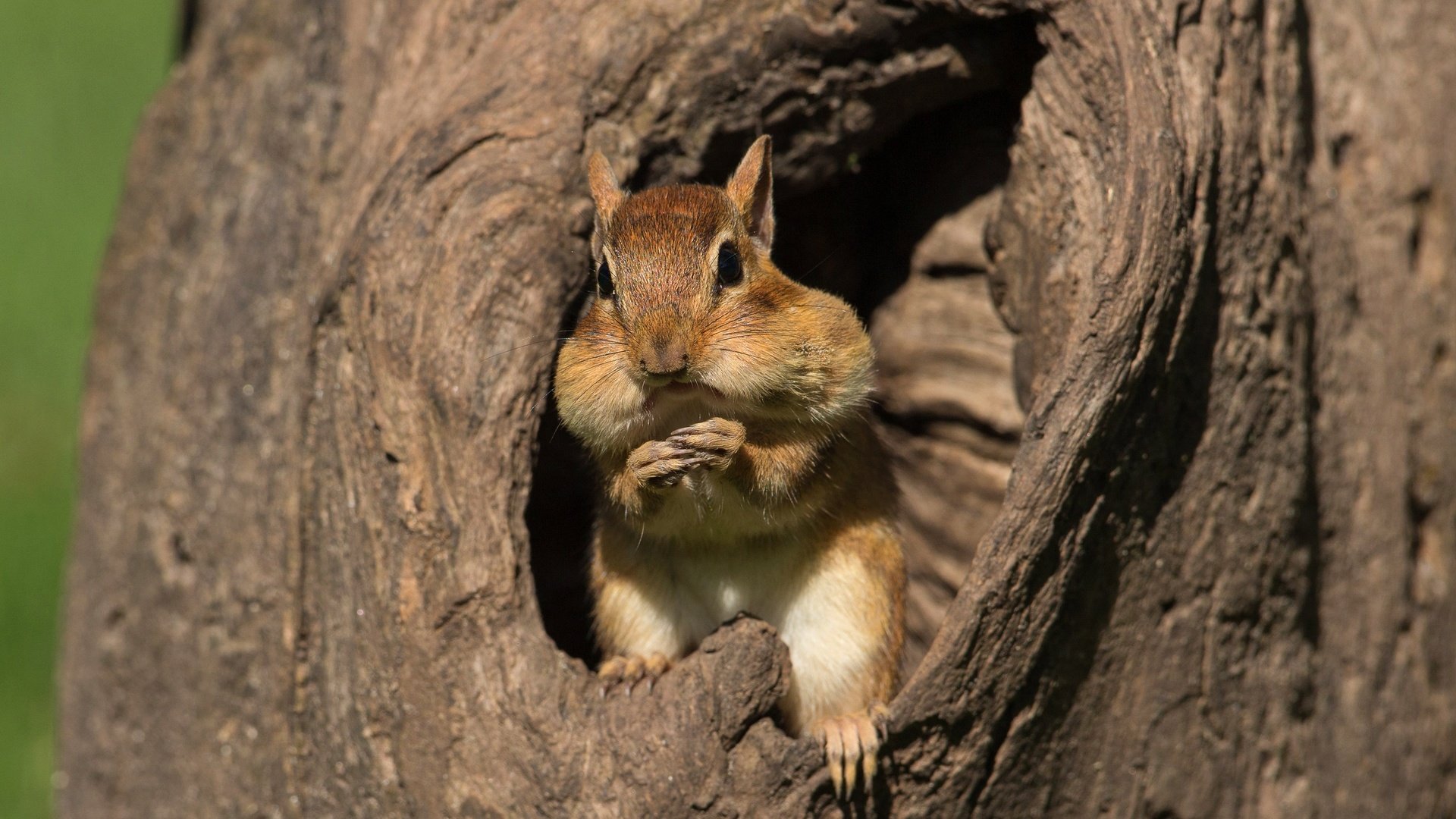 Обои дерево, мордашка, ствол, кора, бурундук, дупло, трапеза, tree, face, trunk, bark, chipmunk, the hollow, meal разрешение 3072x2104 Загрузить