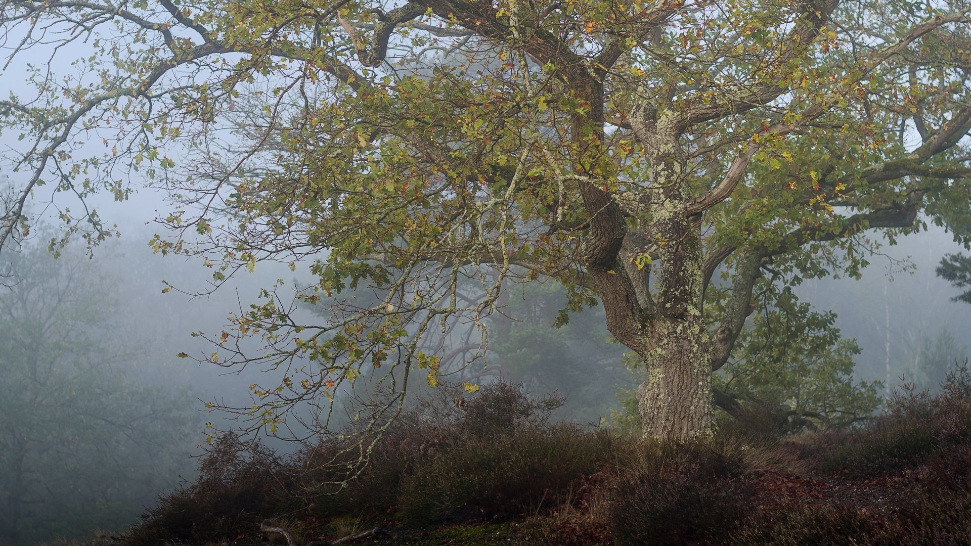 Обои дерево, туман, tree, fog разрешение 3840x2160 Загрузить