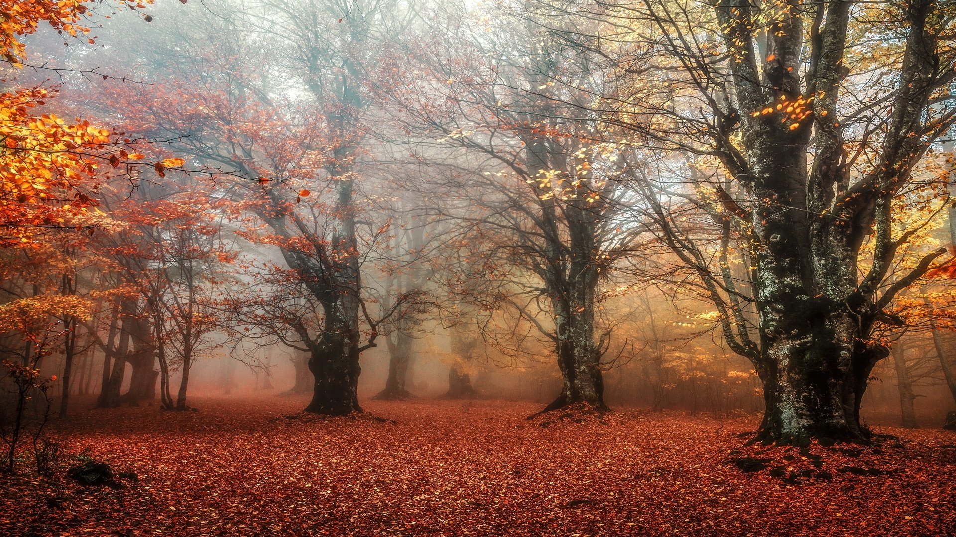 Обои лес, листья, парк, туман, ветки, листва, листопад, forest, leaves, park, fog, branches, foliage, falling leaves разрешение 3840x2160 Загрузить