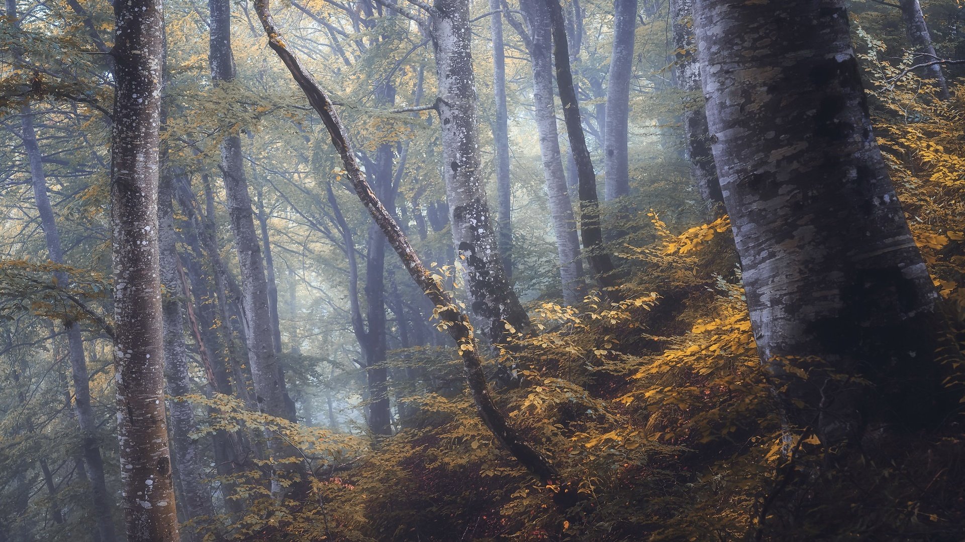 Обои лес, туман, forest, fog разрешение 2048x1300 Загрузить