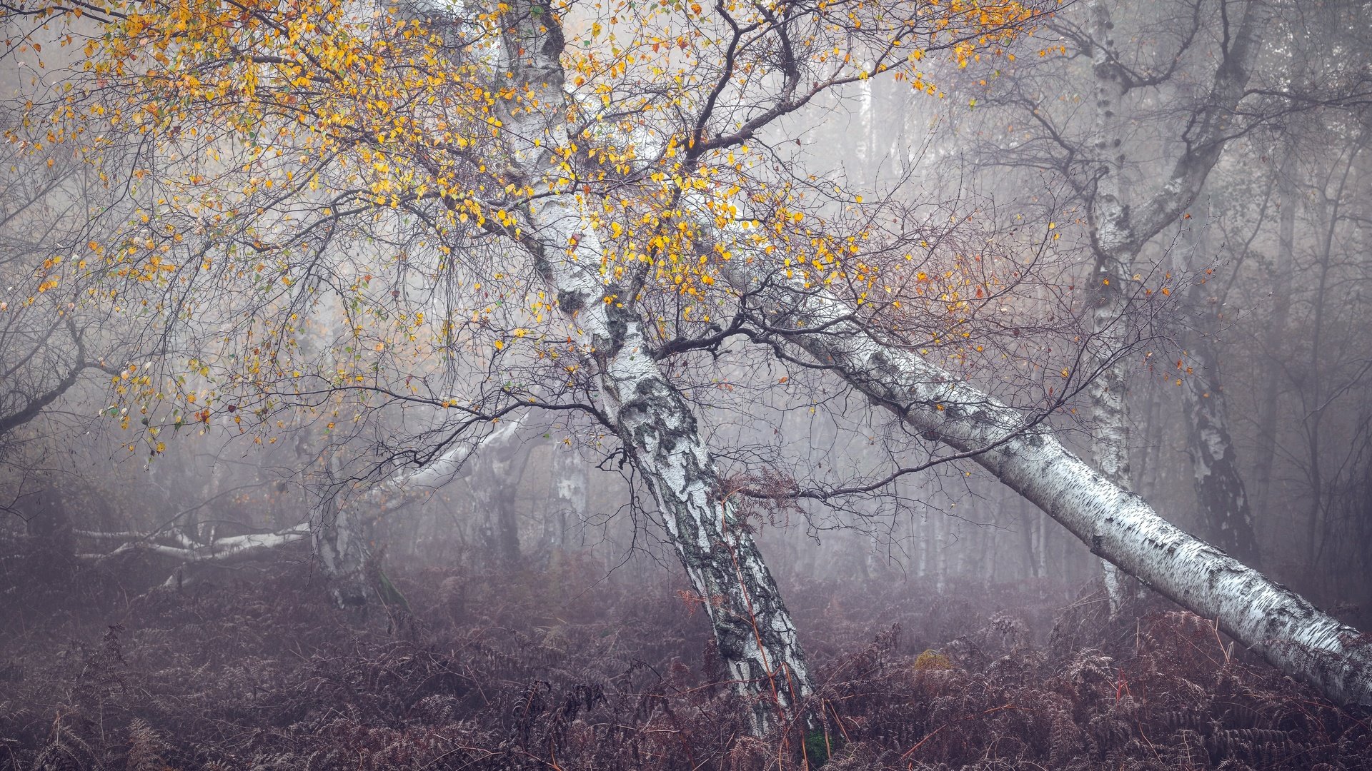 Обои лес, туман, forest, fog разрешение 3840x2160 Загрузить