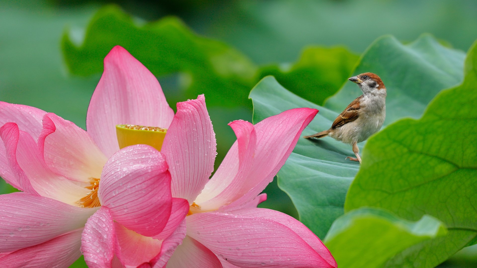 Обои листья, цветок, лепестки, птица, лотос, воробей, leaves, flower, petals, bird, lotus, sparrow разрешение 5697x3798 Загрузить