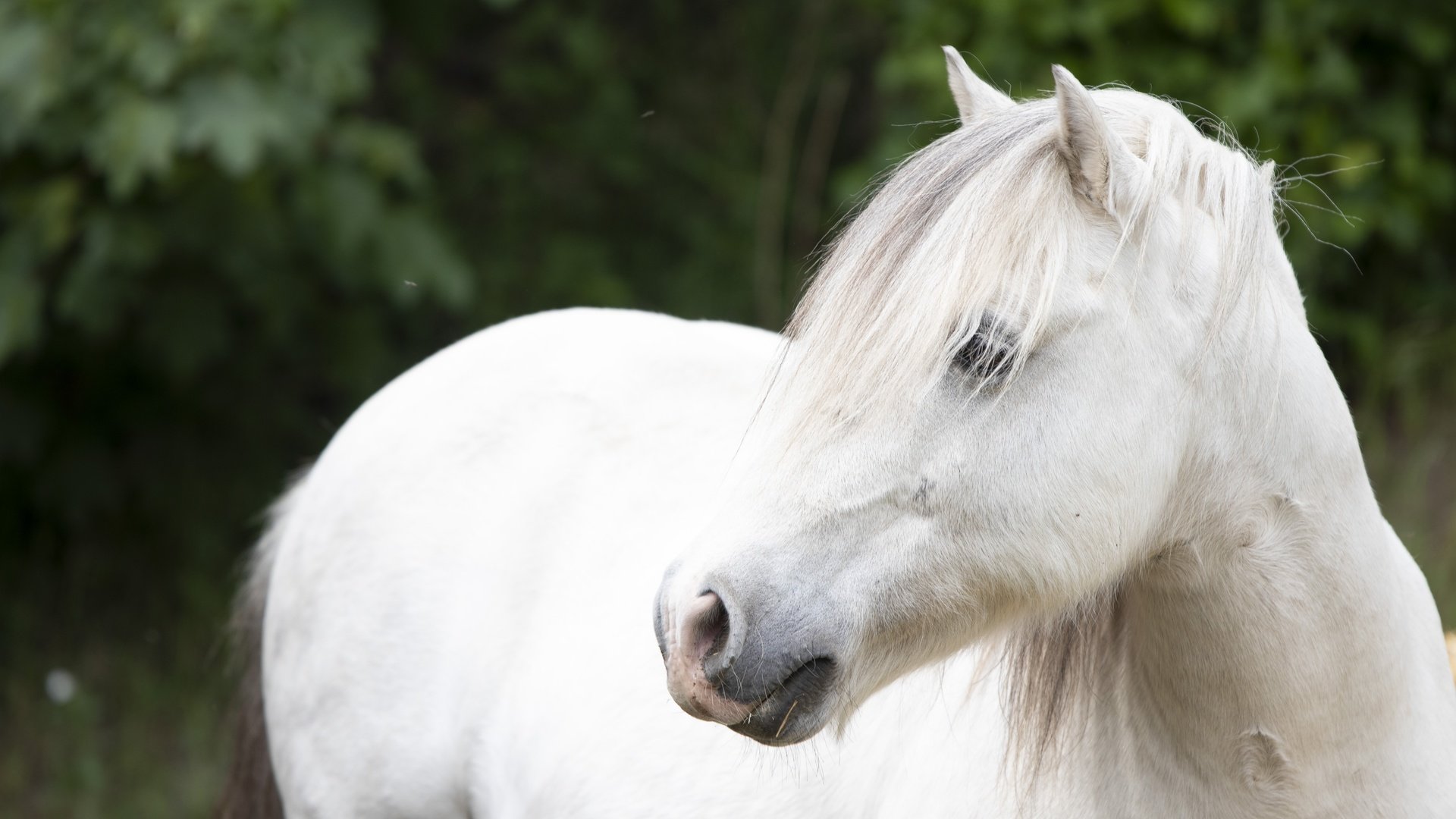 Обои лошадь, взгляд, конь, белая, horse, look, white разрешение 6000x4000 Загрузить