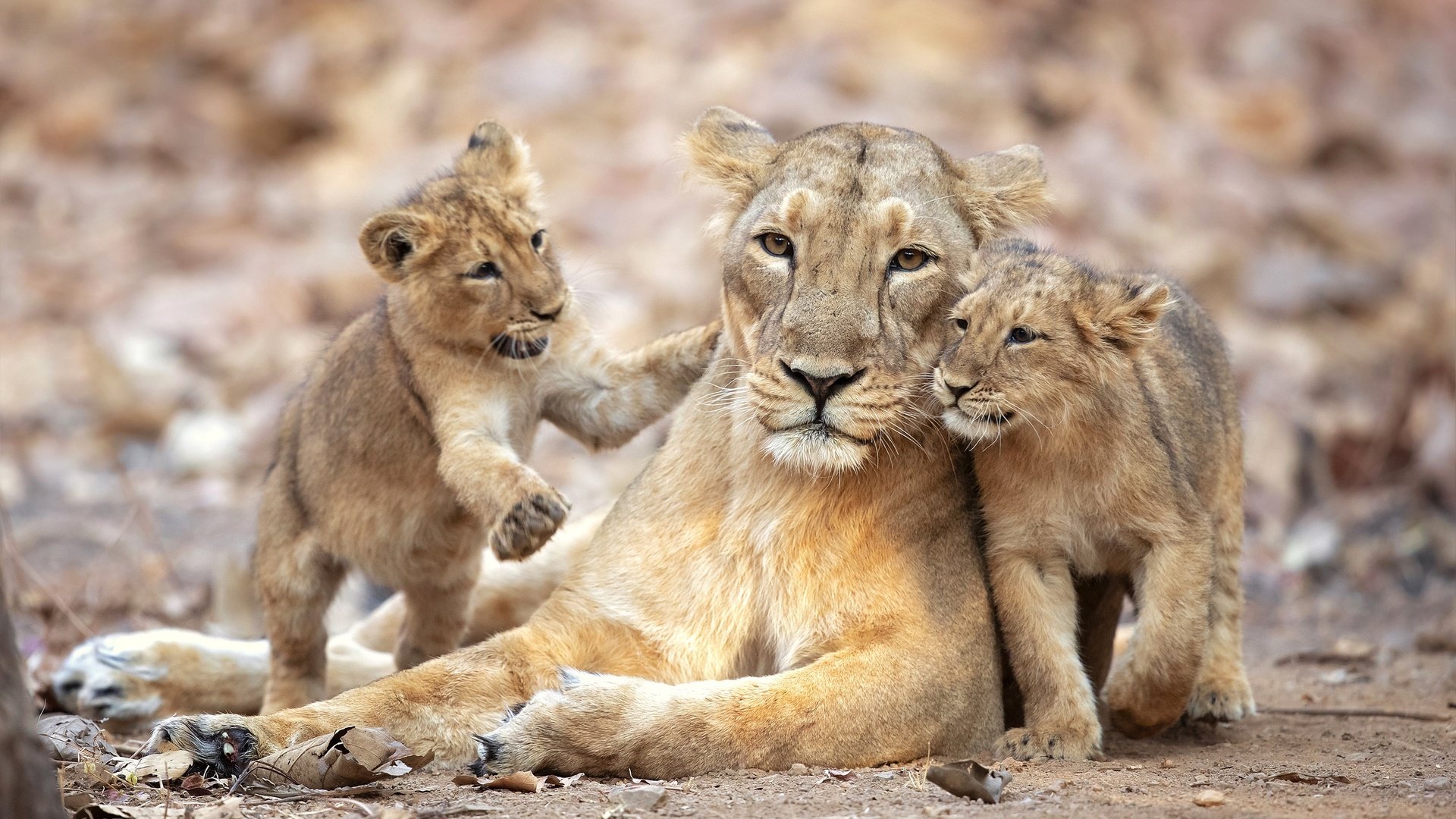 Обои львята, львица, прайд, the cubs, lioness, pride разрешение 2500x1667 Загрузить