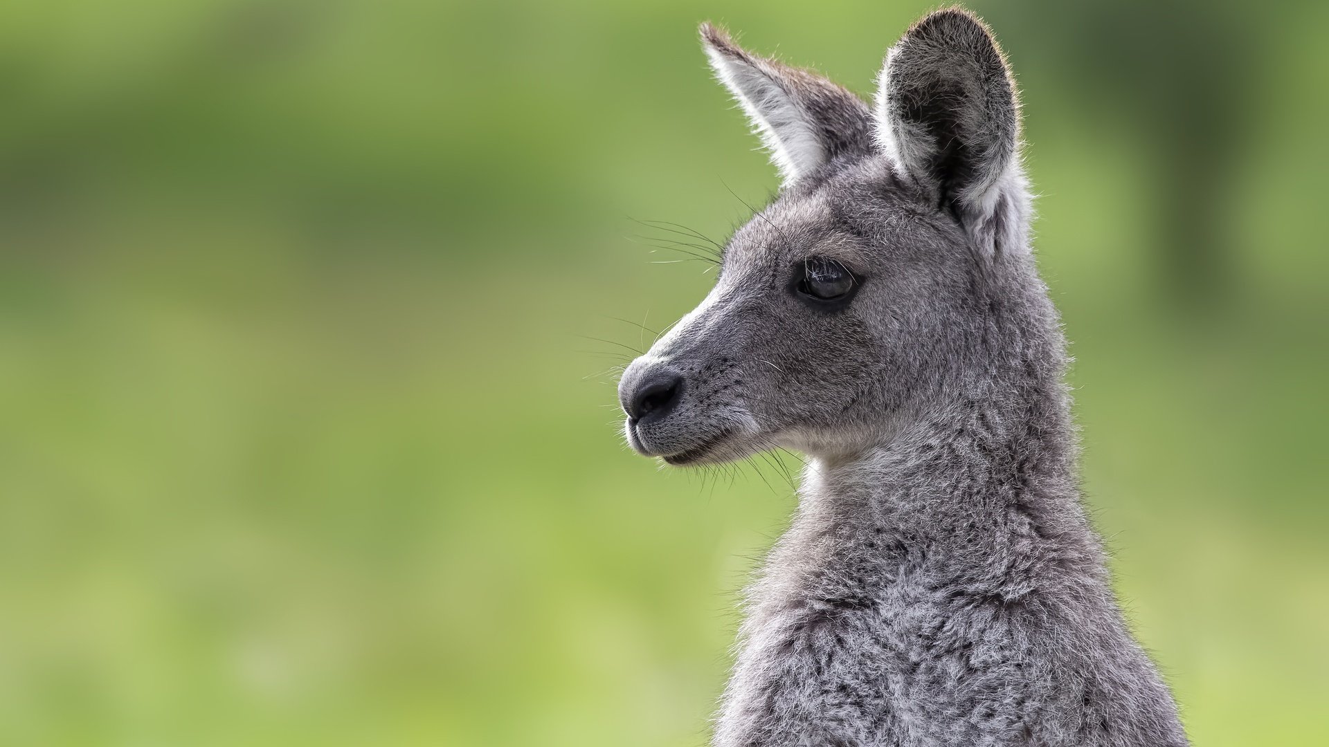 Обои морда, фон, портрет, кенгуру, детеныш, face, background, portrait, kangaroo, cub разрешение 4869x3246 Загрузить