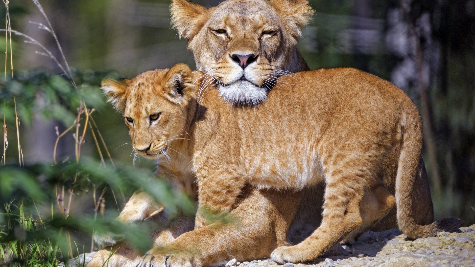 Обои морда, камни, поза, мама, львица, львёнок, ласка, face, stones, pose, mom, lioness, lion, weasel разрешение 4349x3262 Загрузить